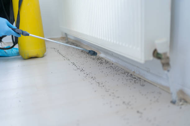 Best Spider Control Near Me  in Benson, AZ